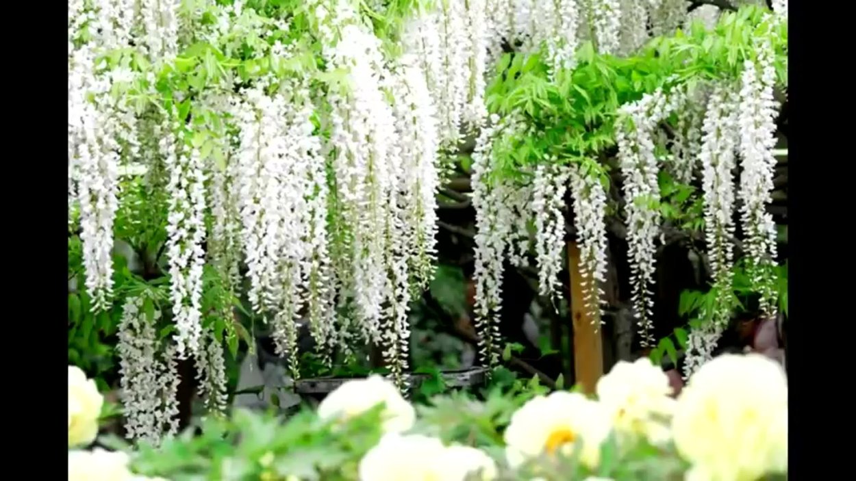 Асикага парк глициний