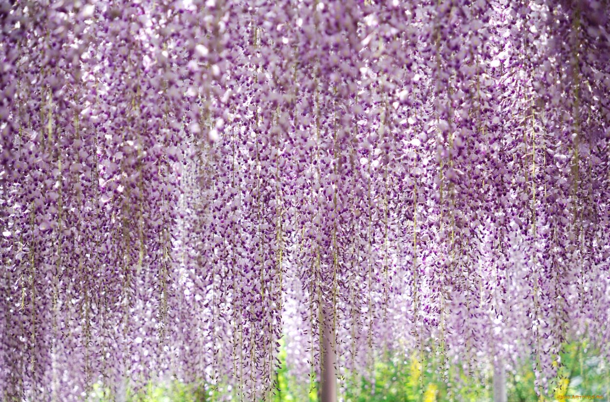 Асикага парк глициний