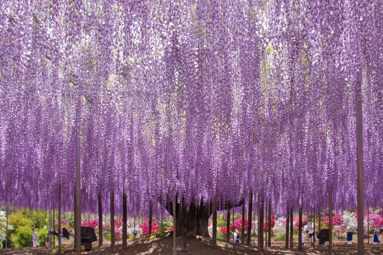 Висячие комнатные растения