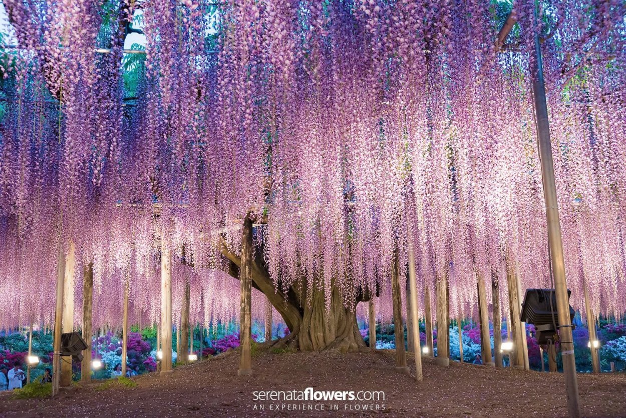 Глициния ампельная