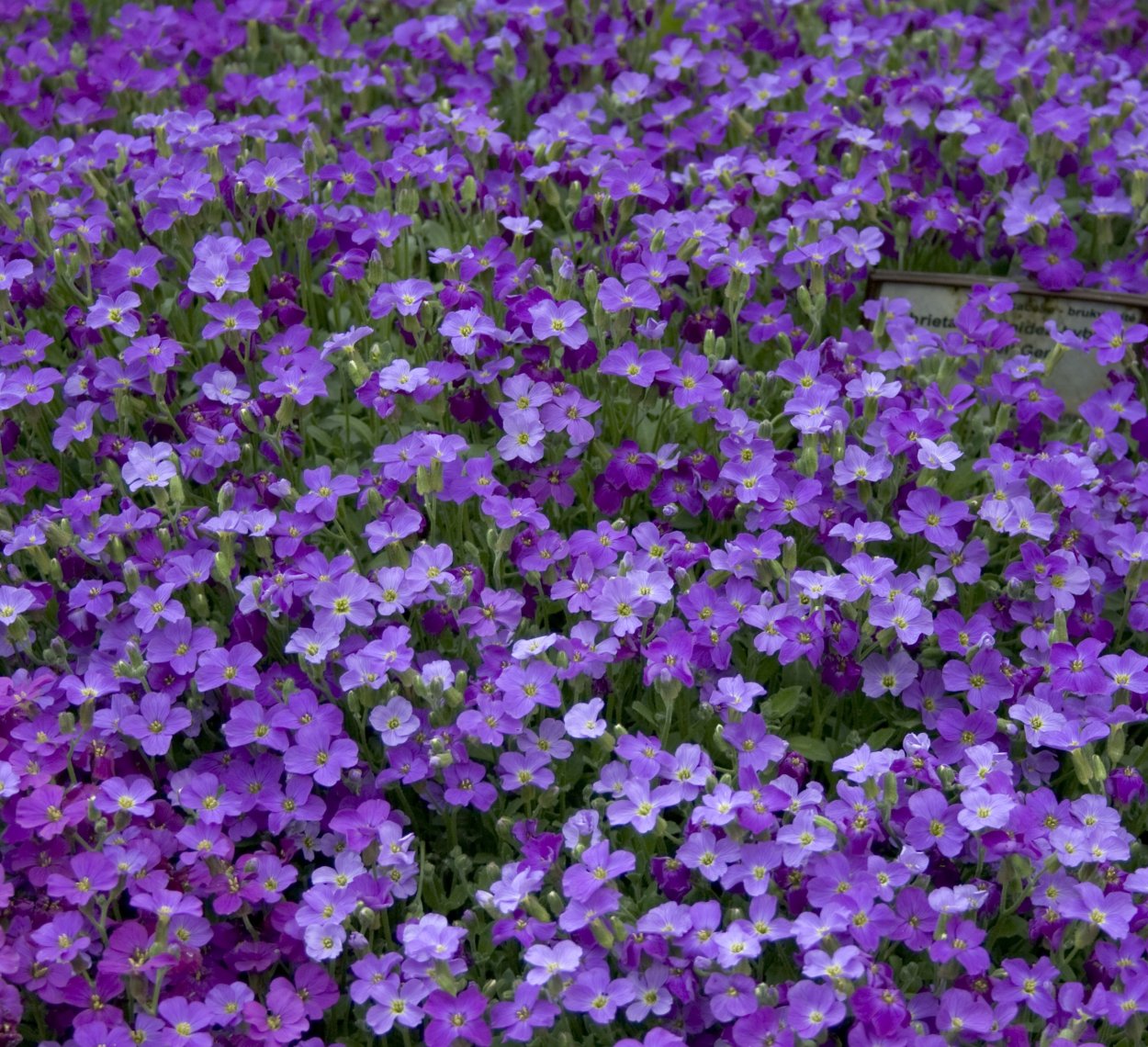 Сиреневые обои на рабочий стол