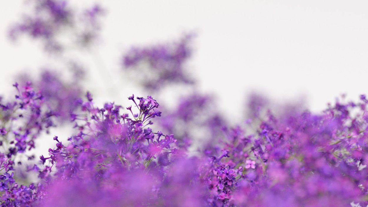 Вероника почвопокровная синяя