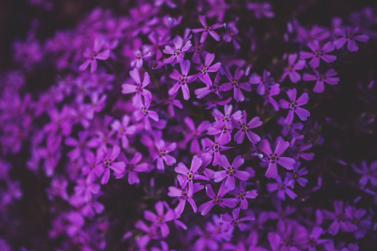 Цветок мелкий Макросъемка