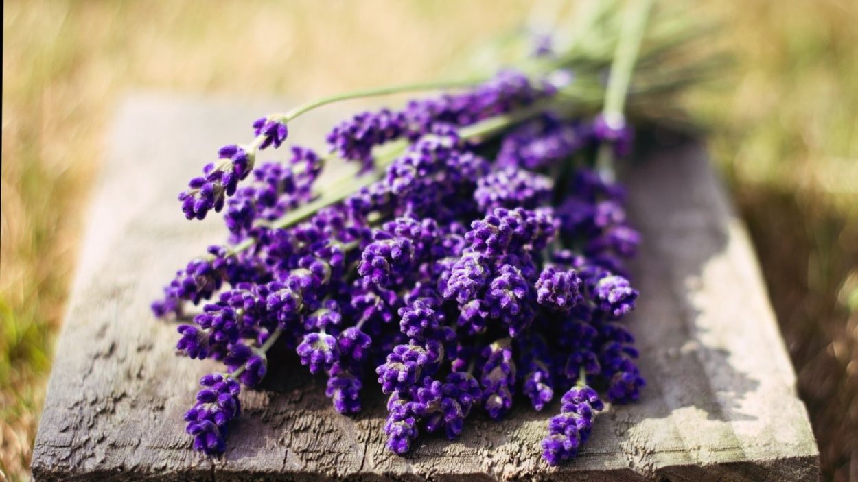 Лавандовые сны