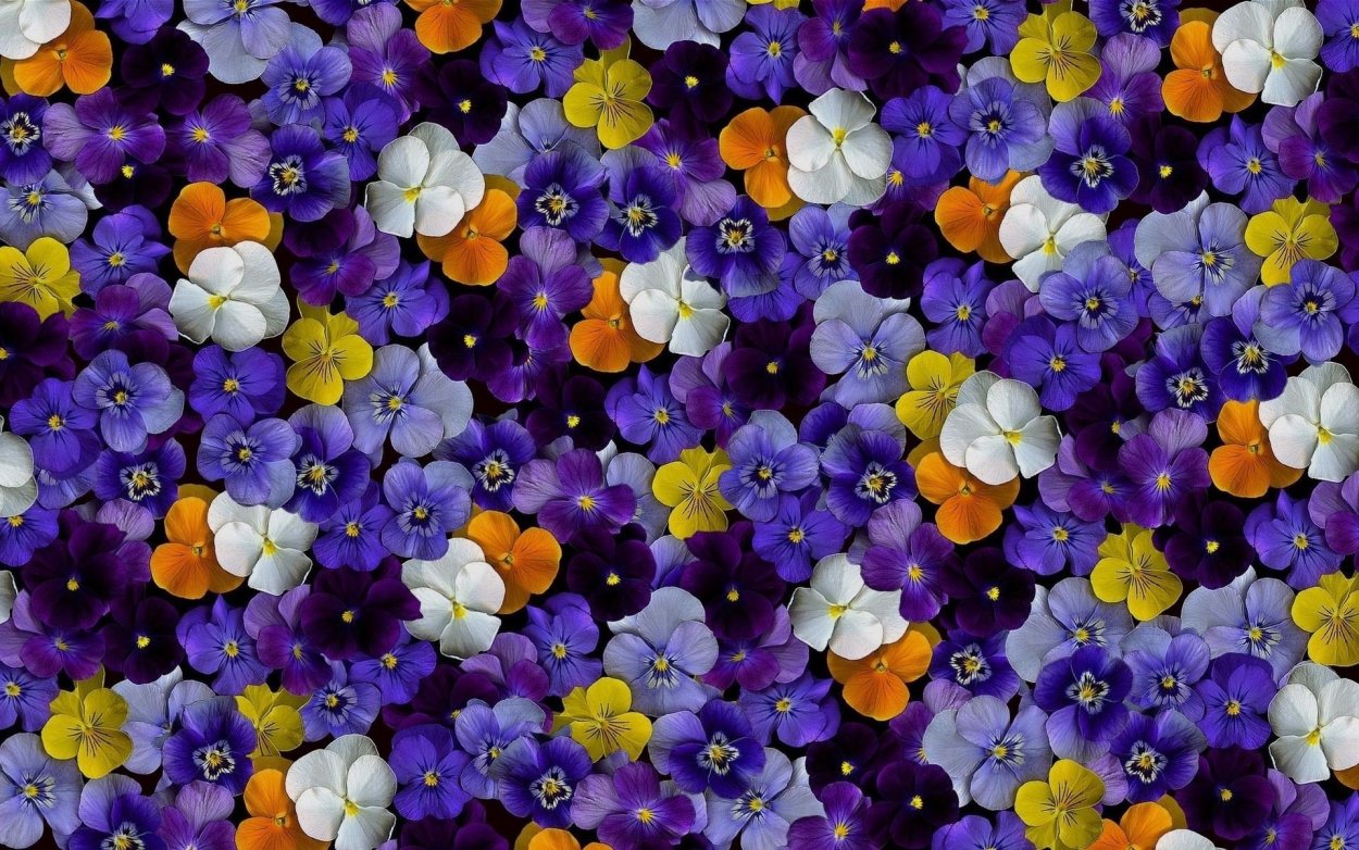 Лаванда шалфей Вереск