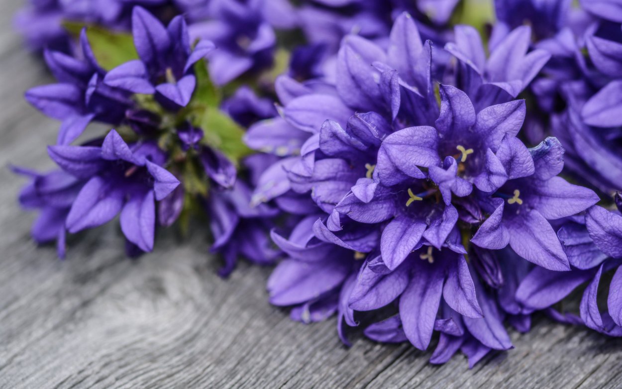 Фиолетовый цвет