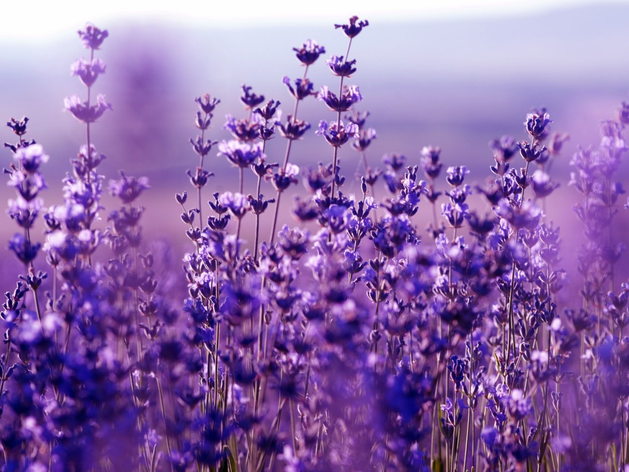 Флокс шиловидный fabulous Blue Dark Center (Фабулос Блю)