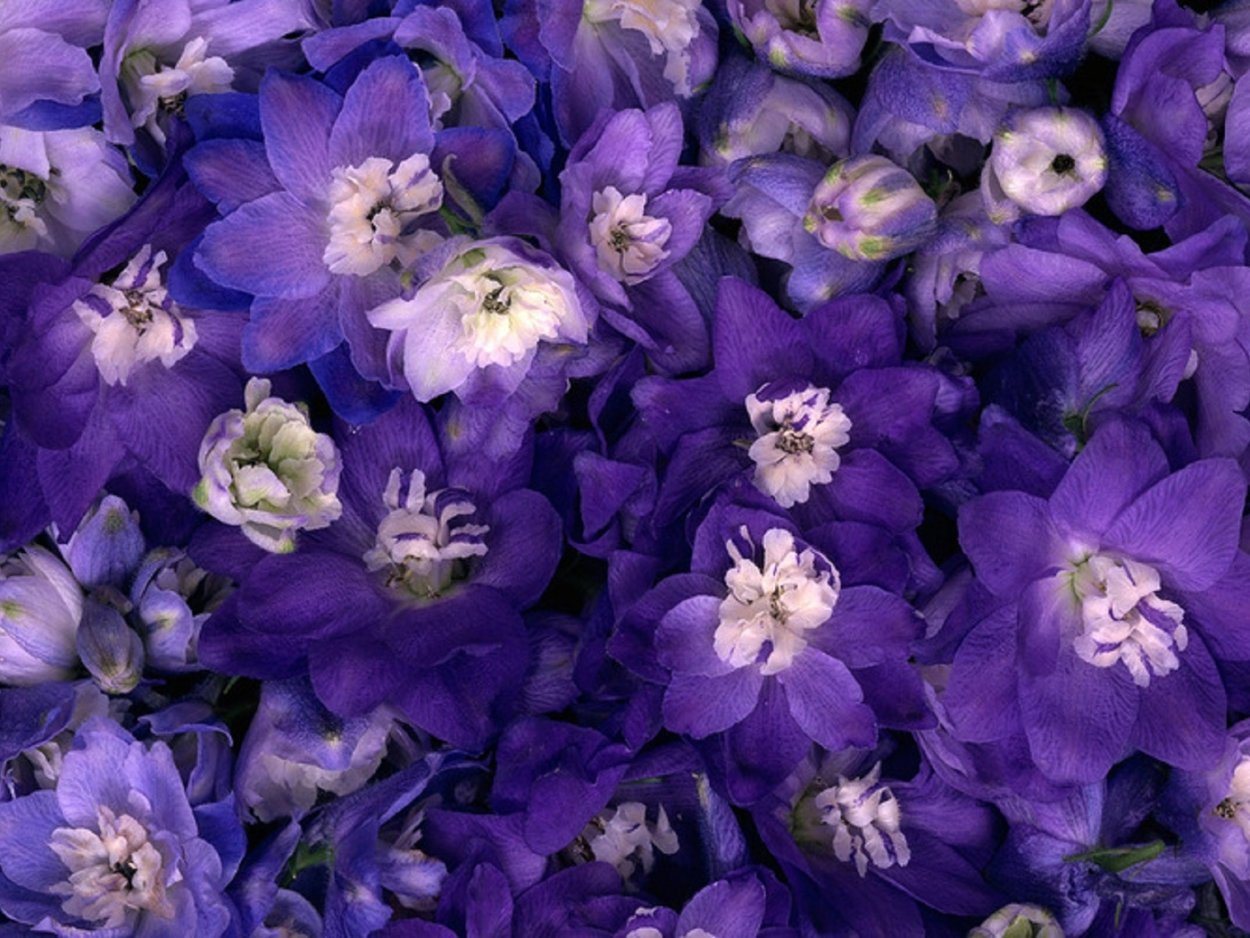 Лаванда сорт синева