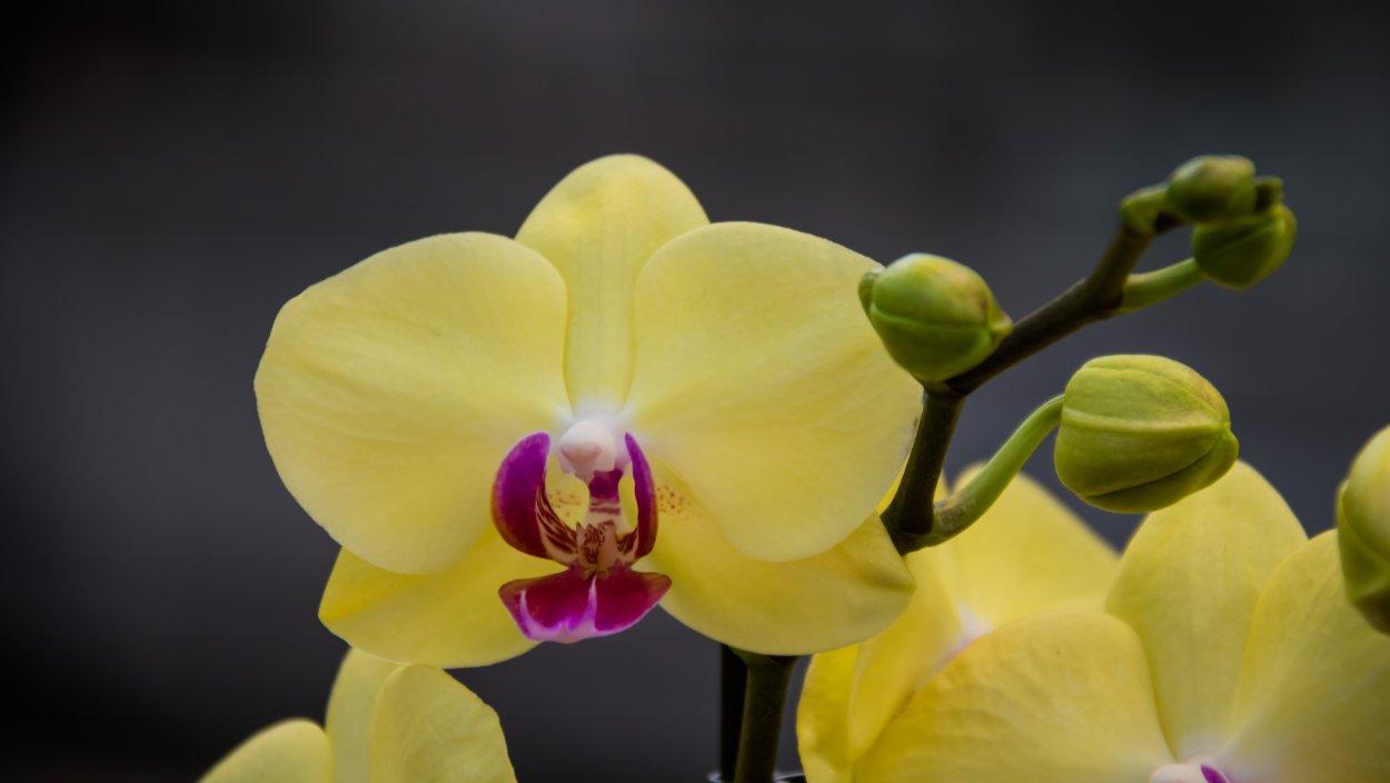 Фаленопсис Taida salu