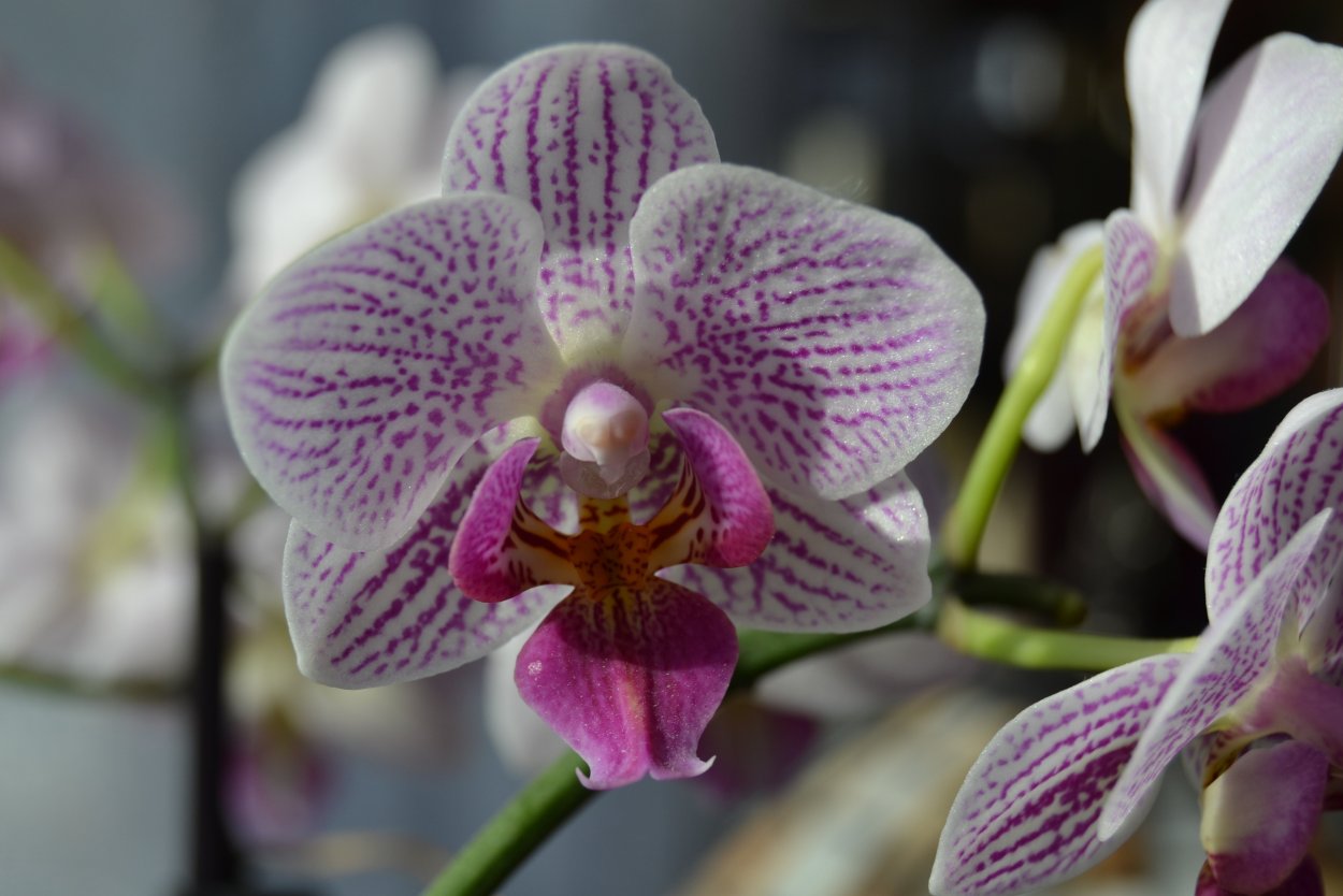 Орхидея фаленопсис Еллоу