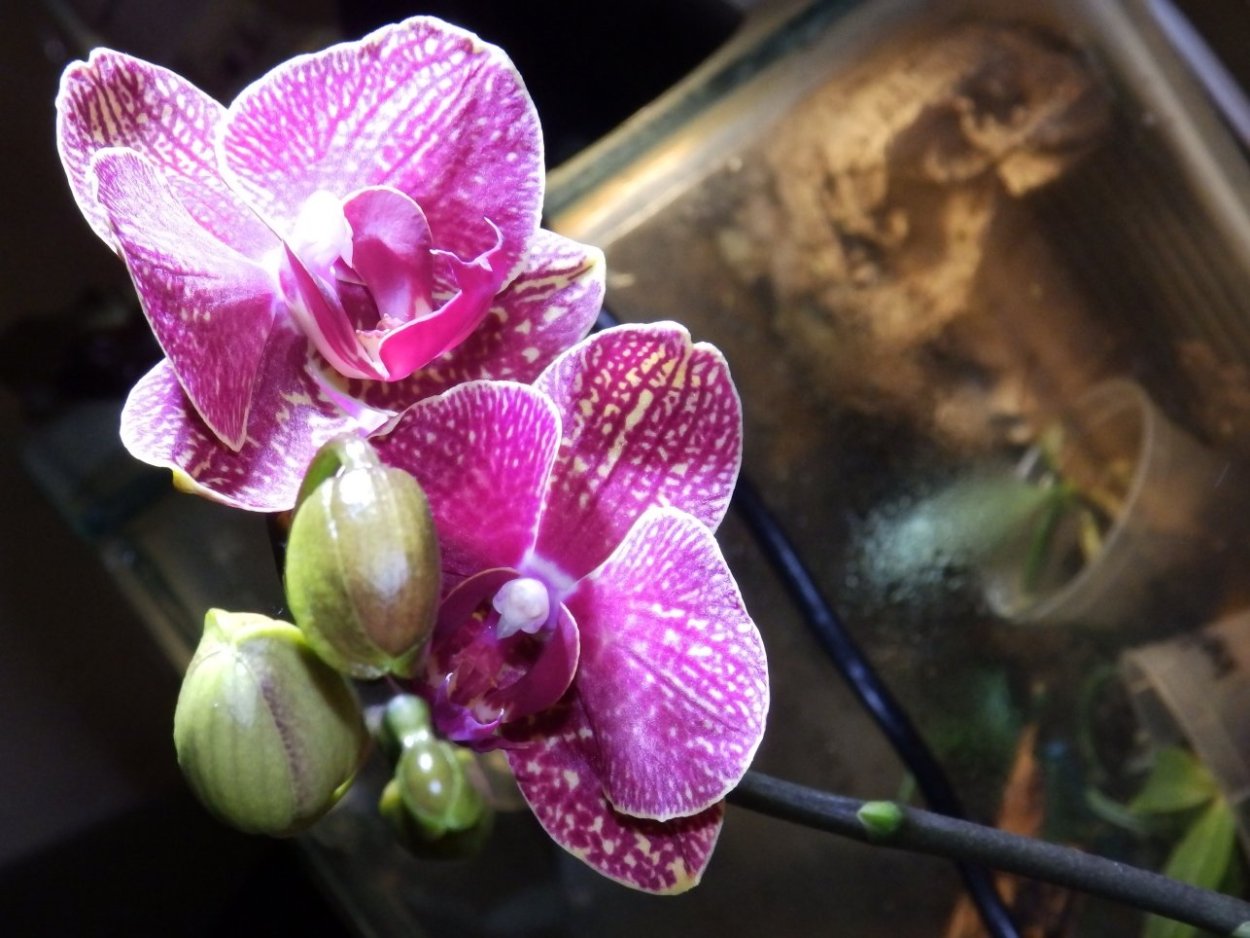 Фаленопсис саммер Бриз