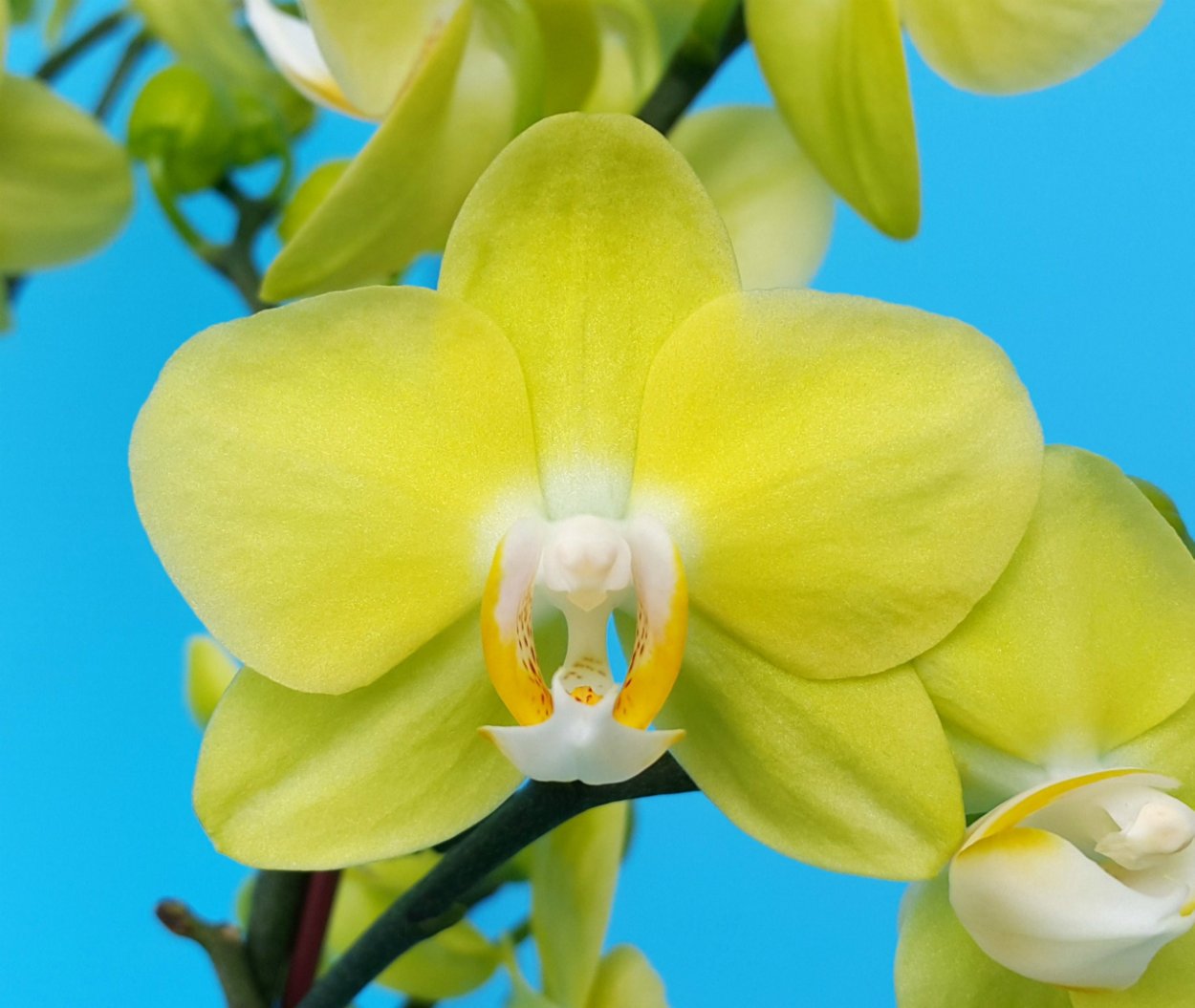 Фаленопсис Грин Эппл