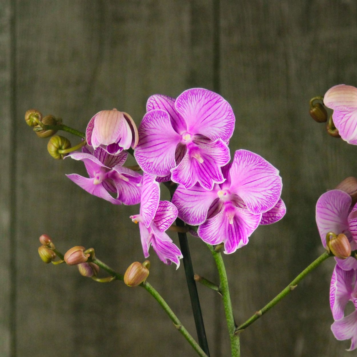 Орхидея Сурф Сонг