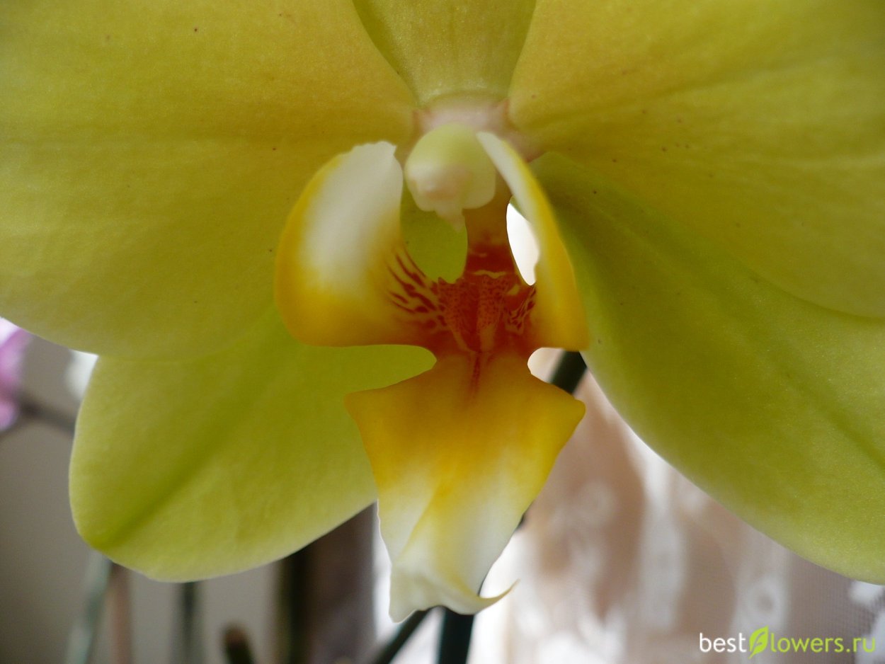 Фаленопсис Тропикал