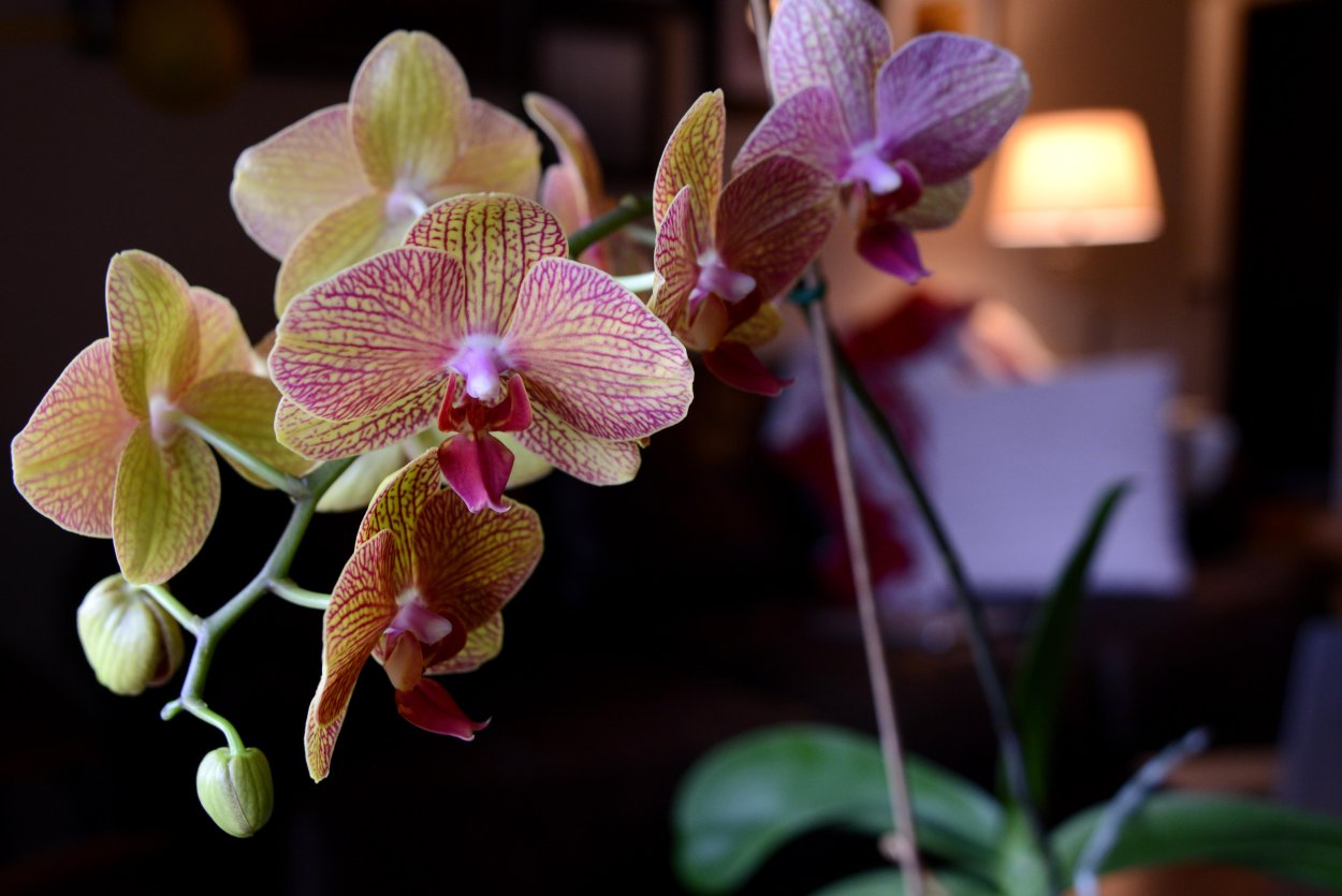 Орхидея Phal Red Lips