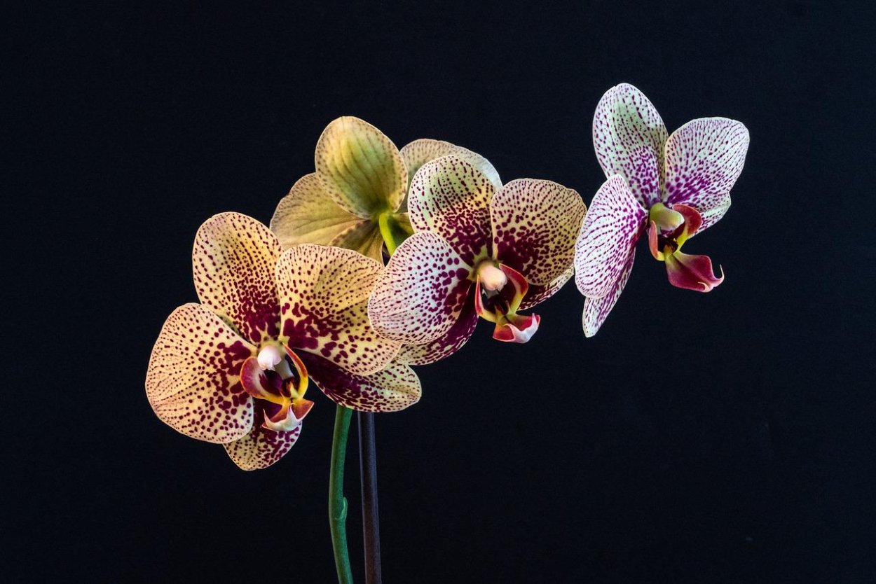 Орхидея Phalaenopsis Tession