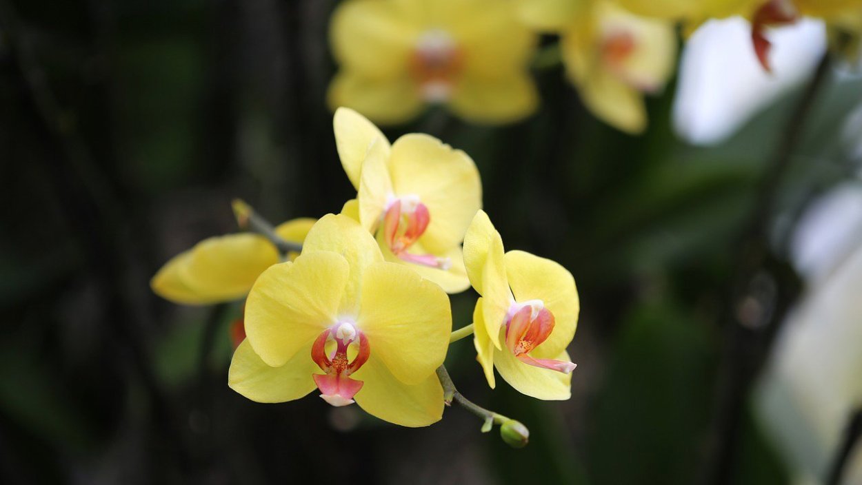 Фаленопсис Аполлон жёлтый