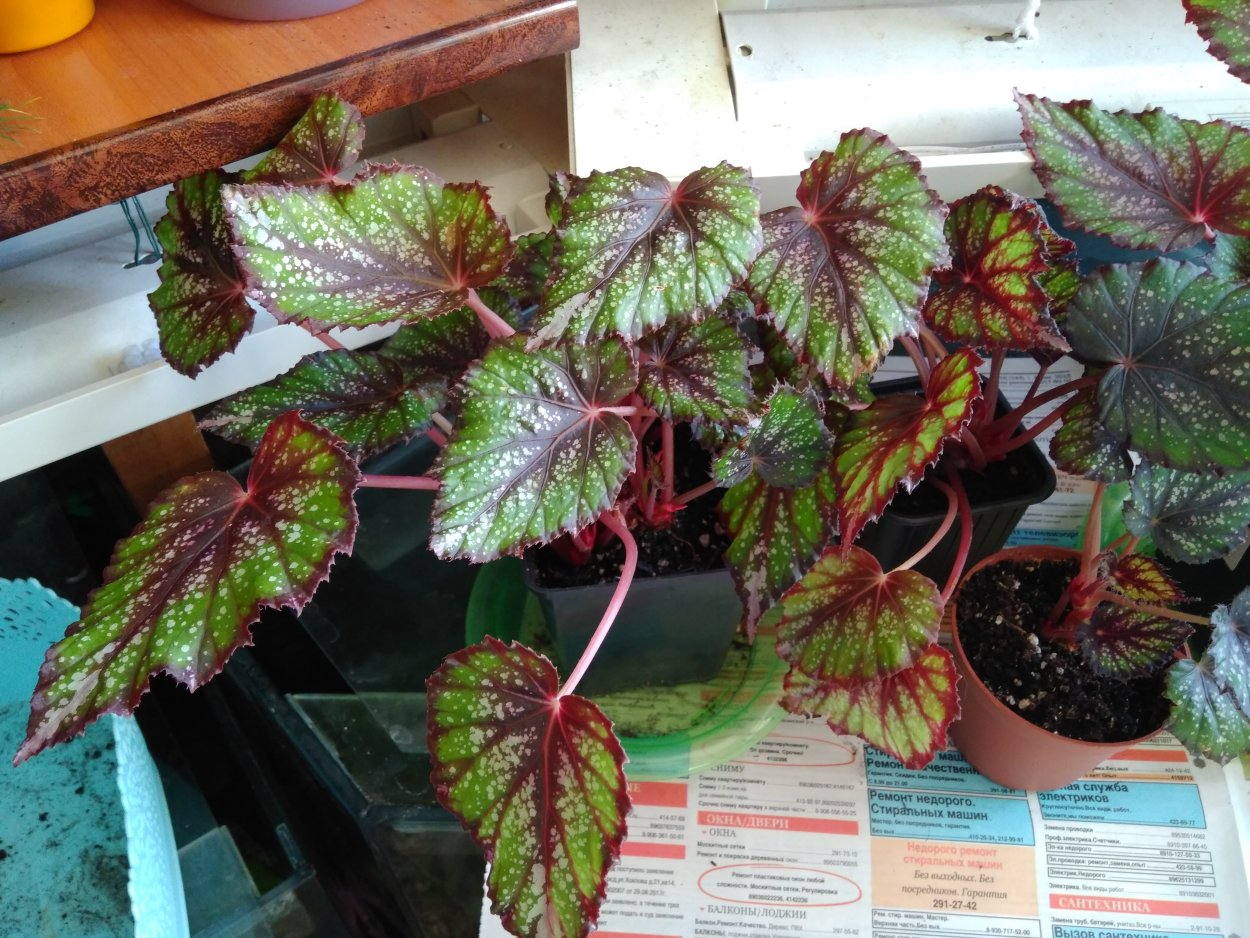 Бегония Королевская пересадка