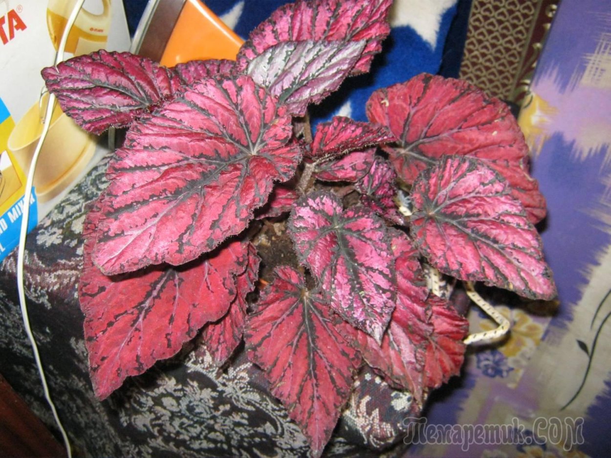 Бегония комнатная Королевская