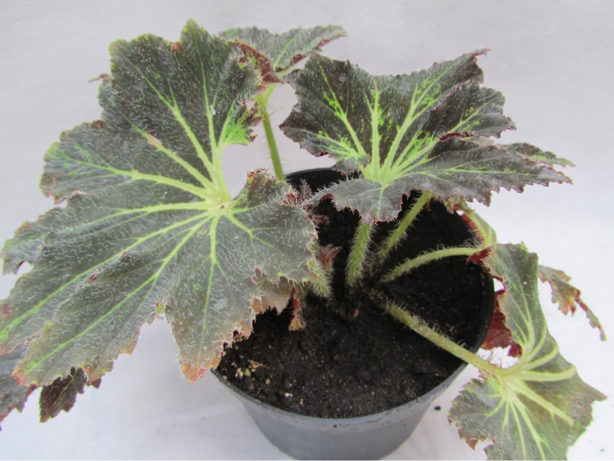 Бегония DS Райская птица