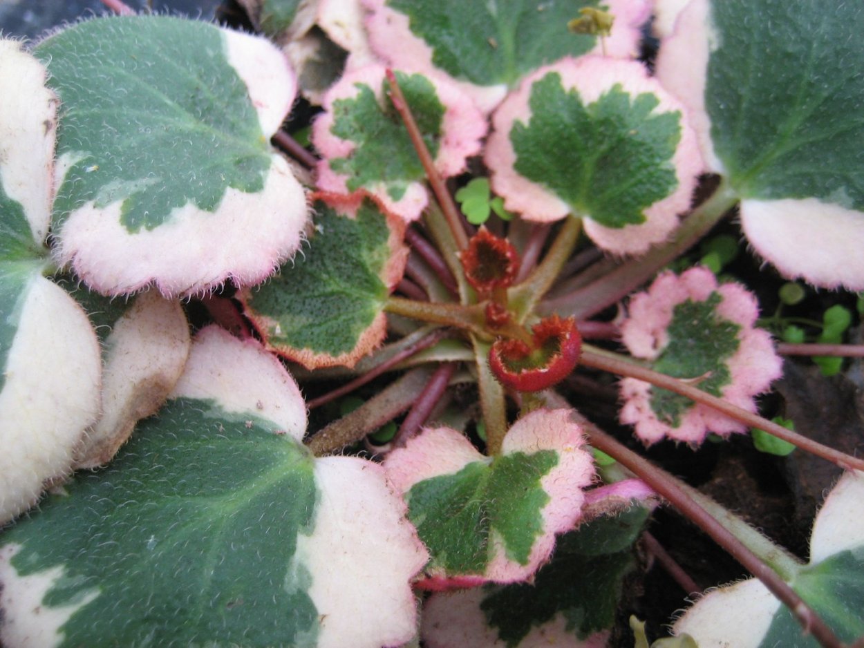 Бегония бегония Benitochiba