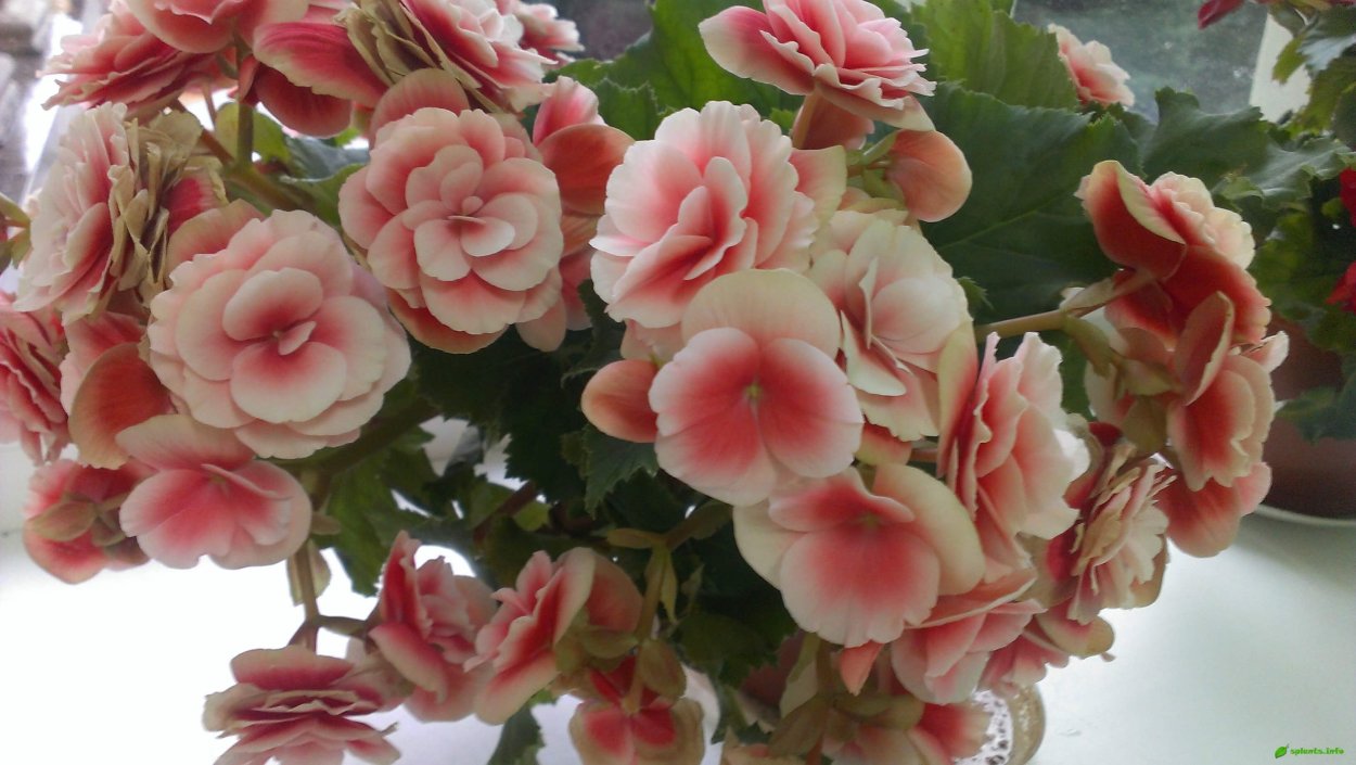 Бегония tuberhybrida