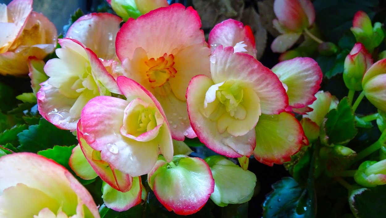 Бегония koksunii