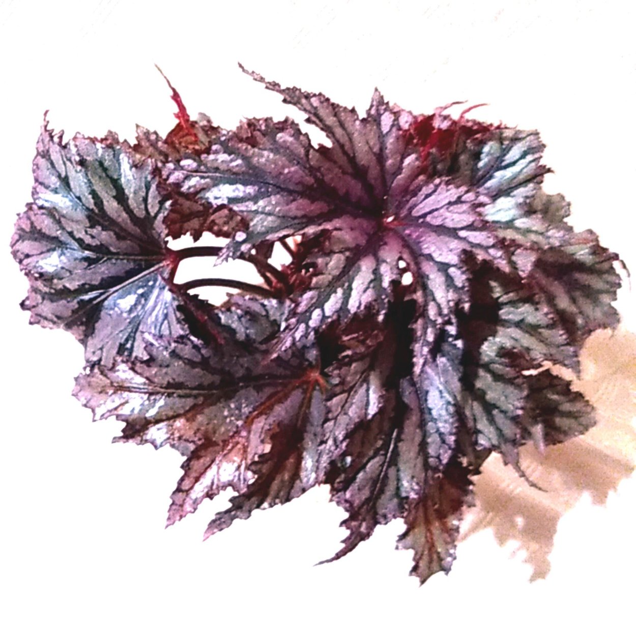 Бегония Королевская рекс