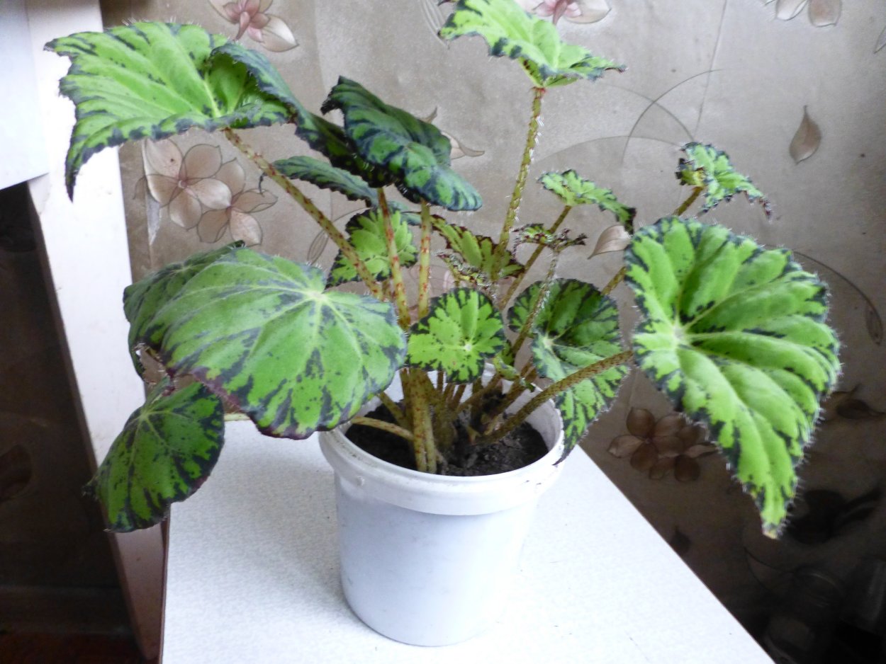 Бегония Креднера