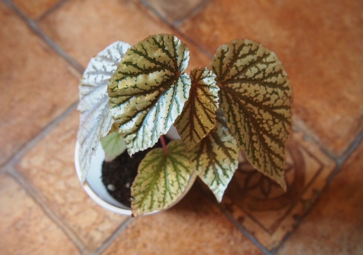 Бегония Креднера