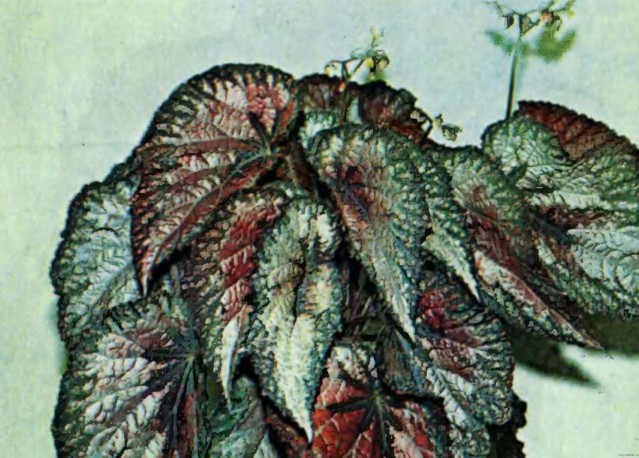 Колеус и бегония