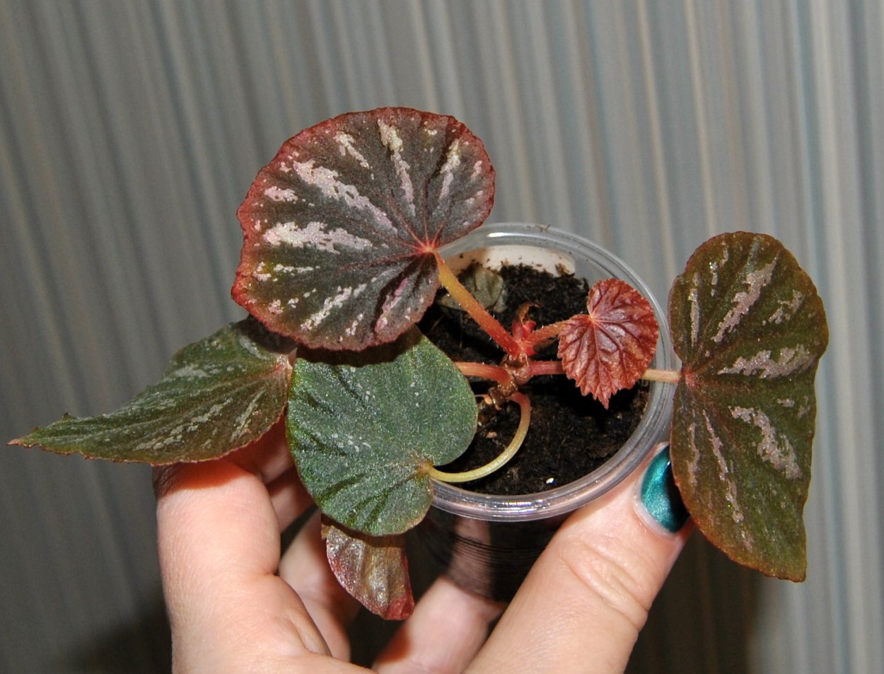 Бегония Кувшиновидная