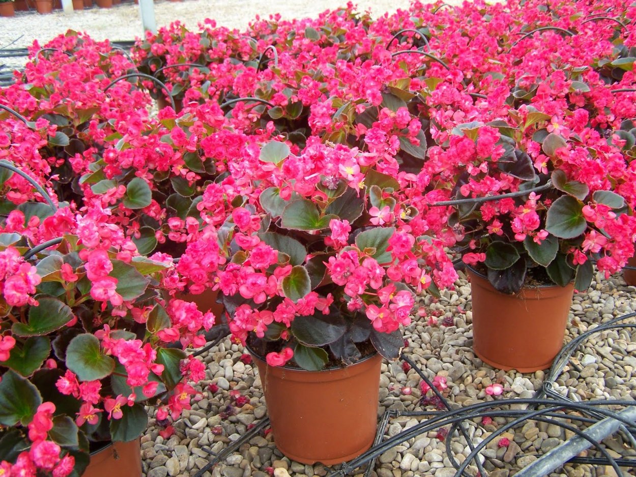 Arctic Breeze бегония