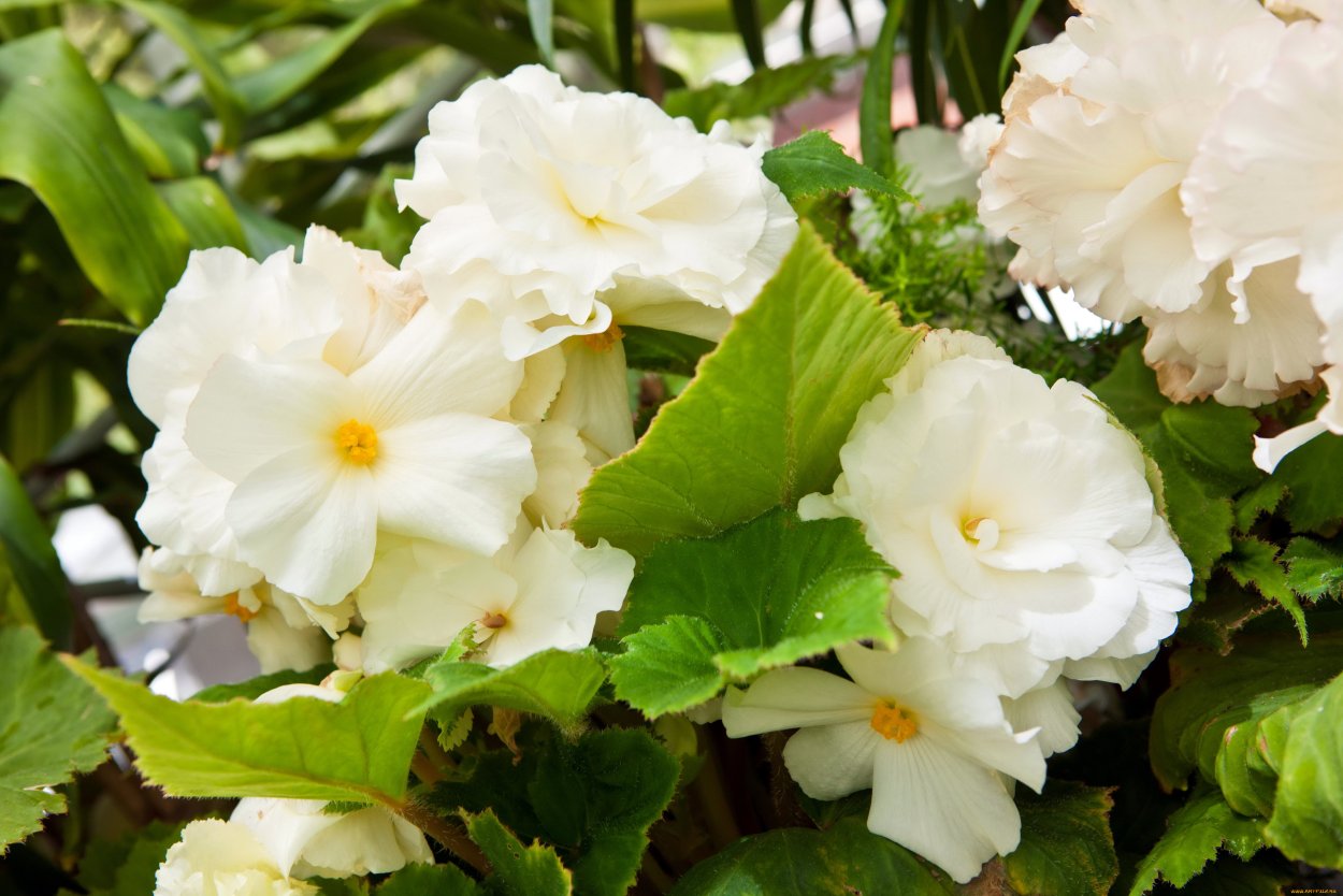 Бегония Бауэра Тайгер