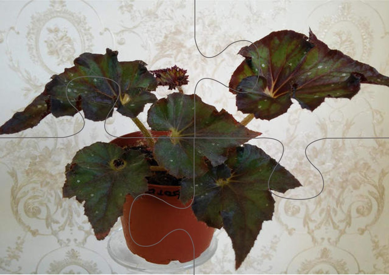 Бегония Бауэра Тайгер