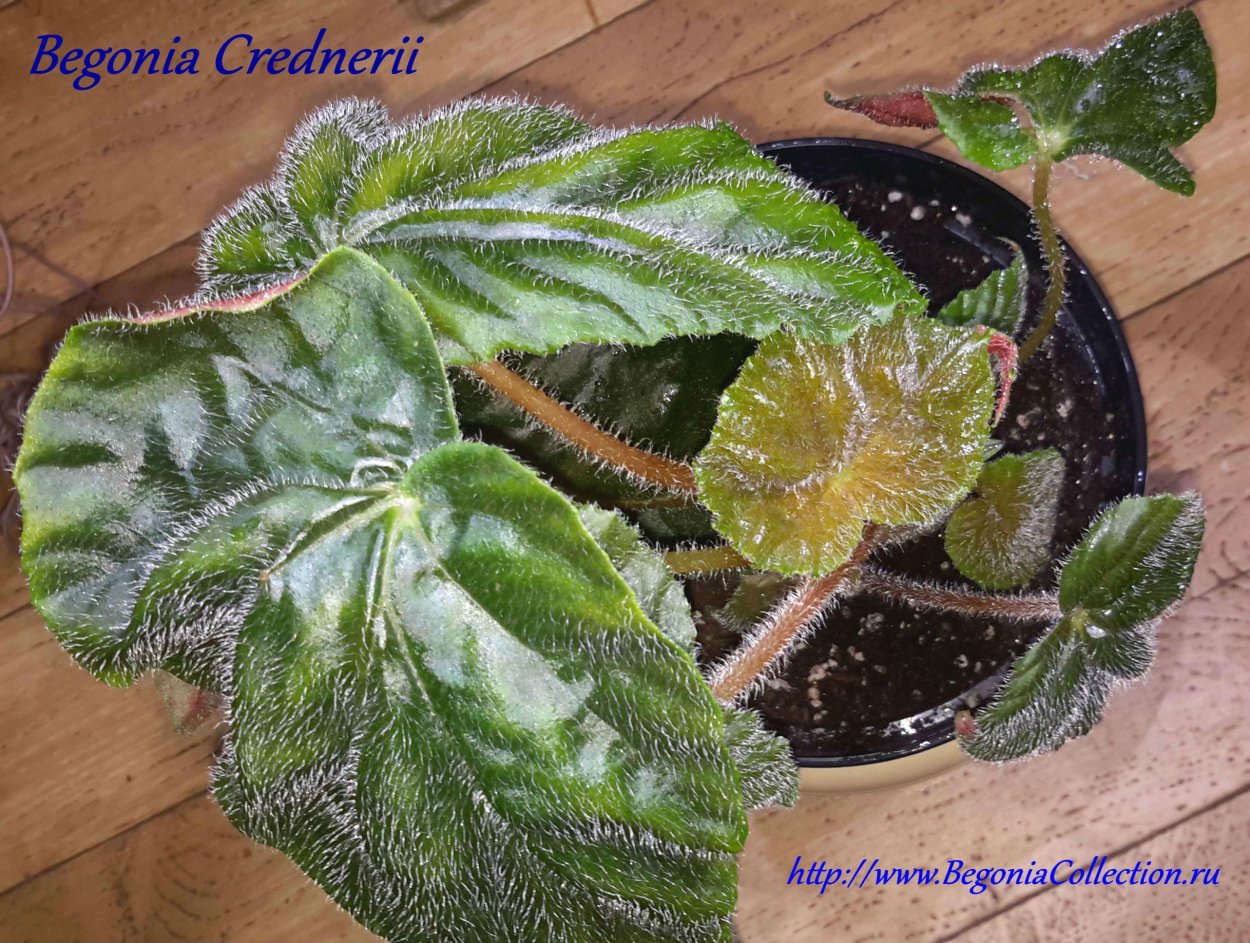 Бегония металлика