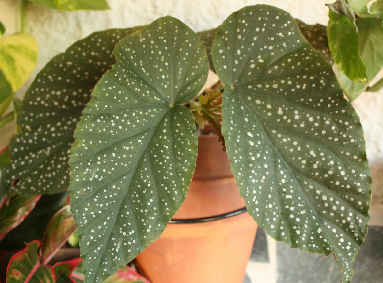 Бегония Элатиор Balamon