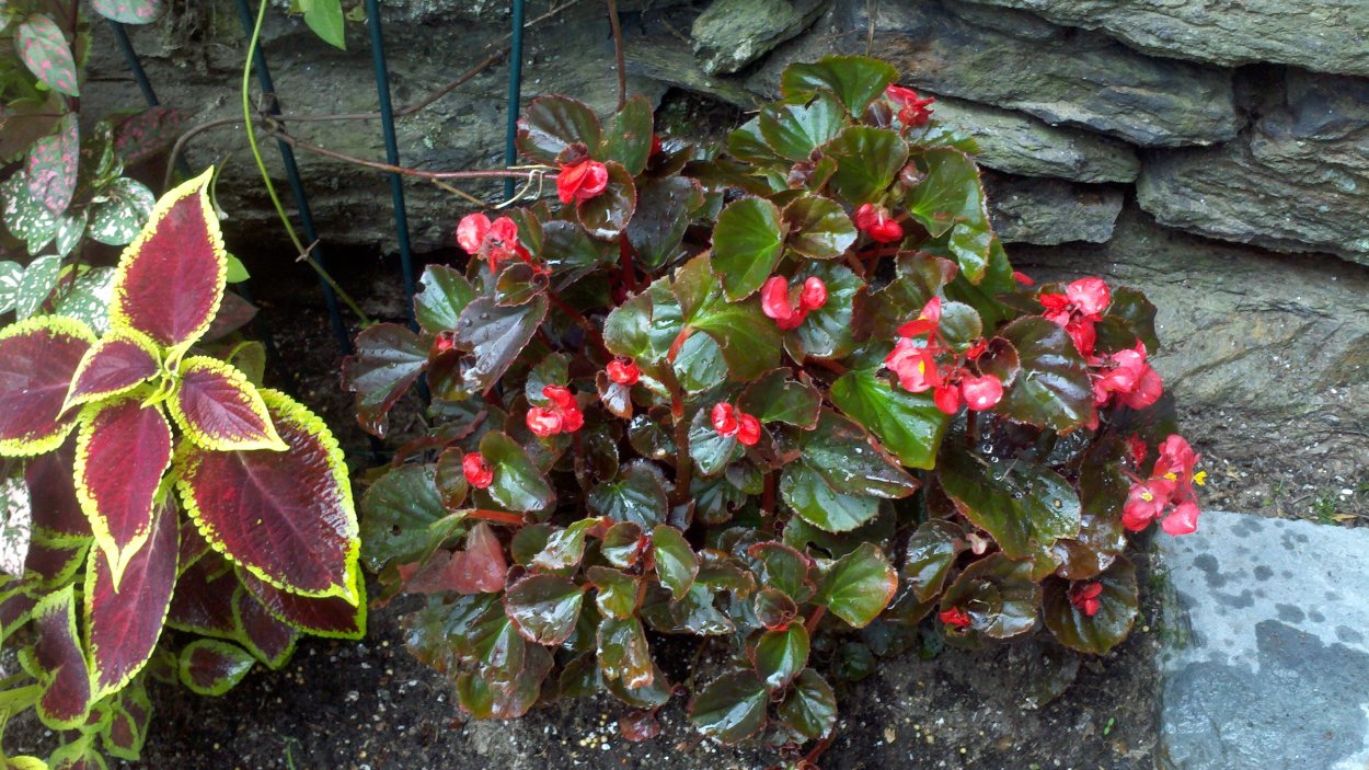 Цветок бегония белая