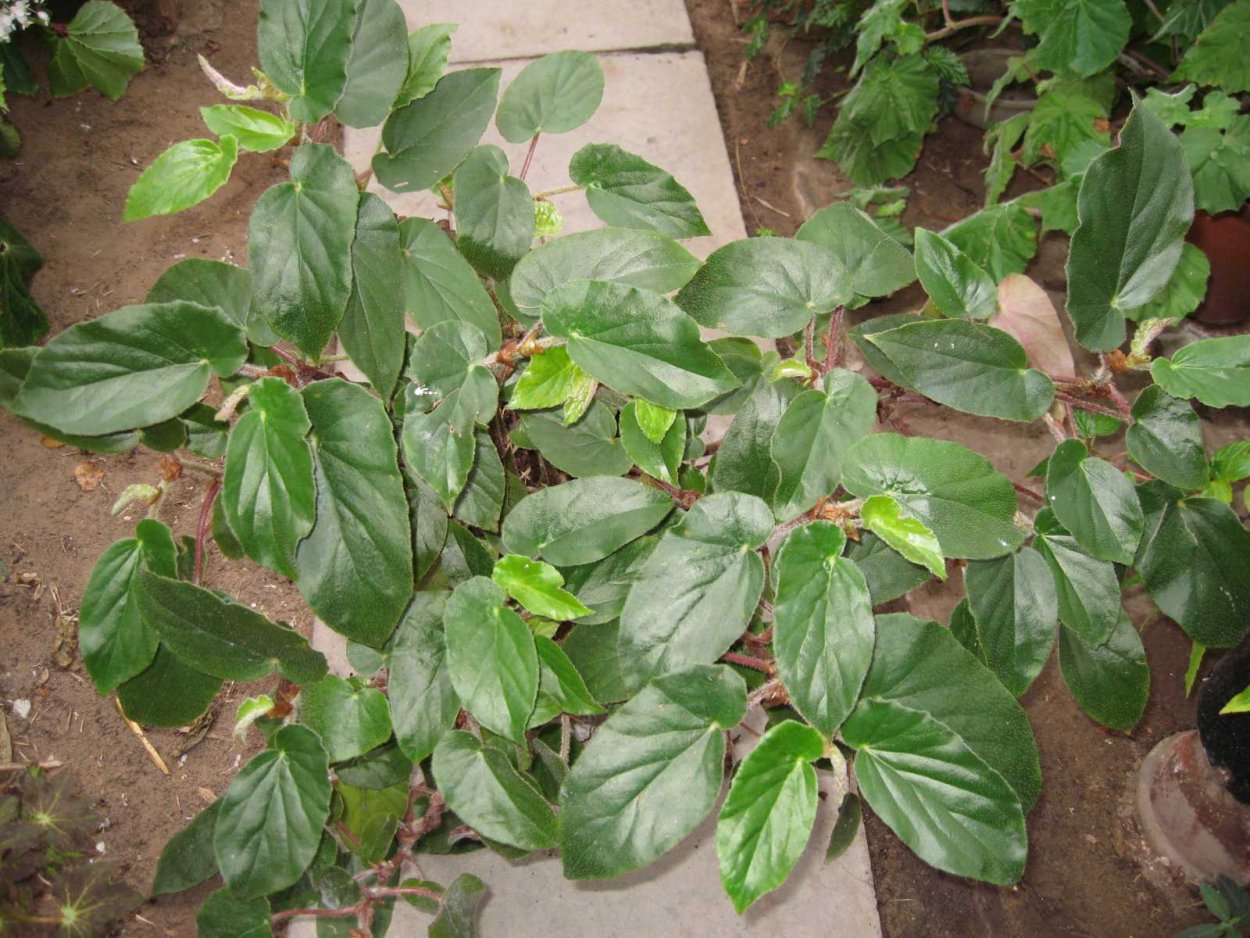 Бегония erythrophylla