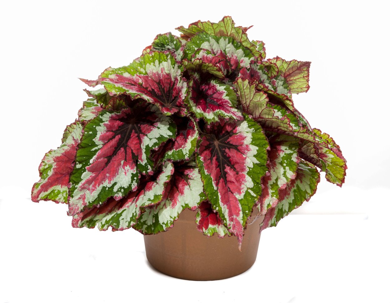 Бегония новогвинейская