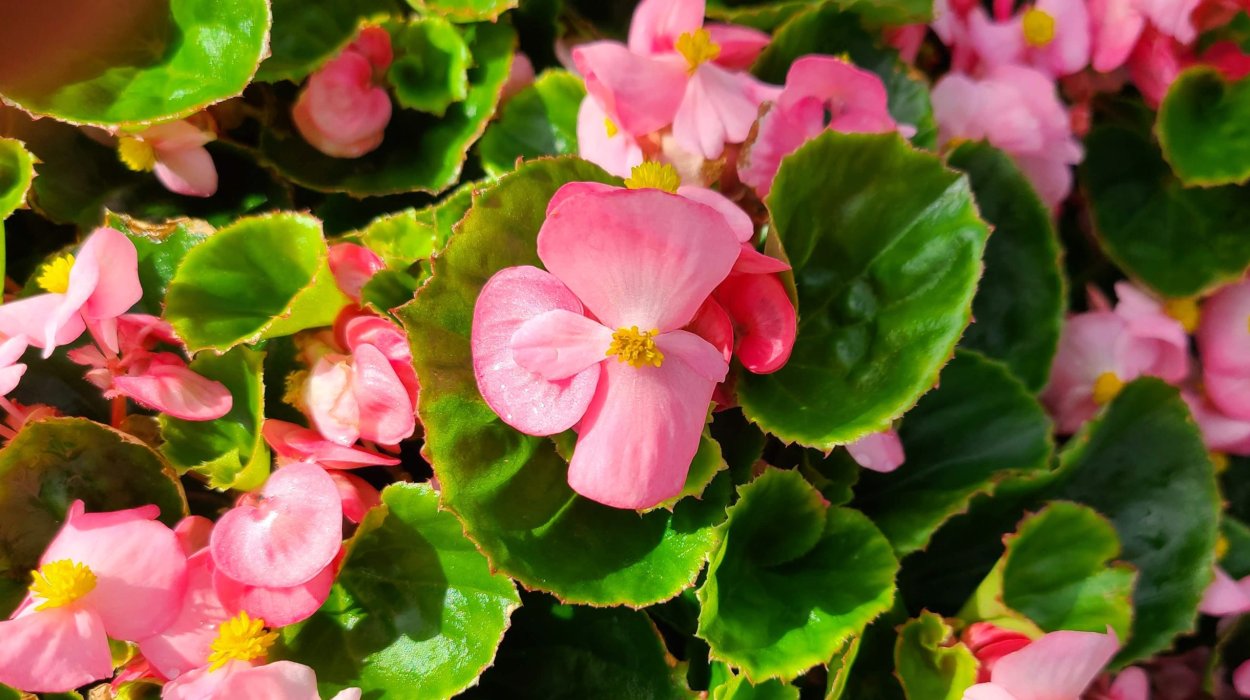 Бегония декоративнолиственная Королевская