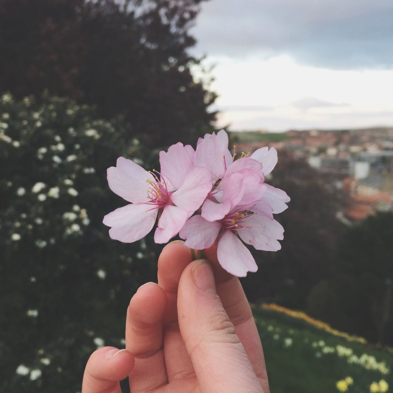 Цветочки Эстетика