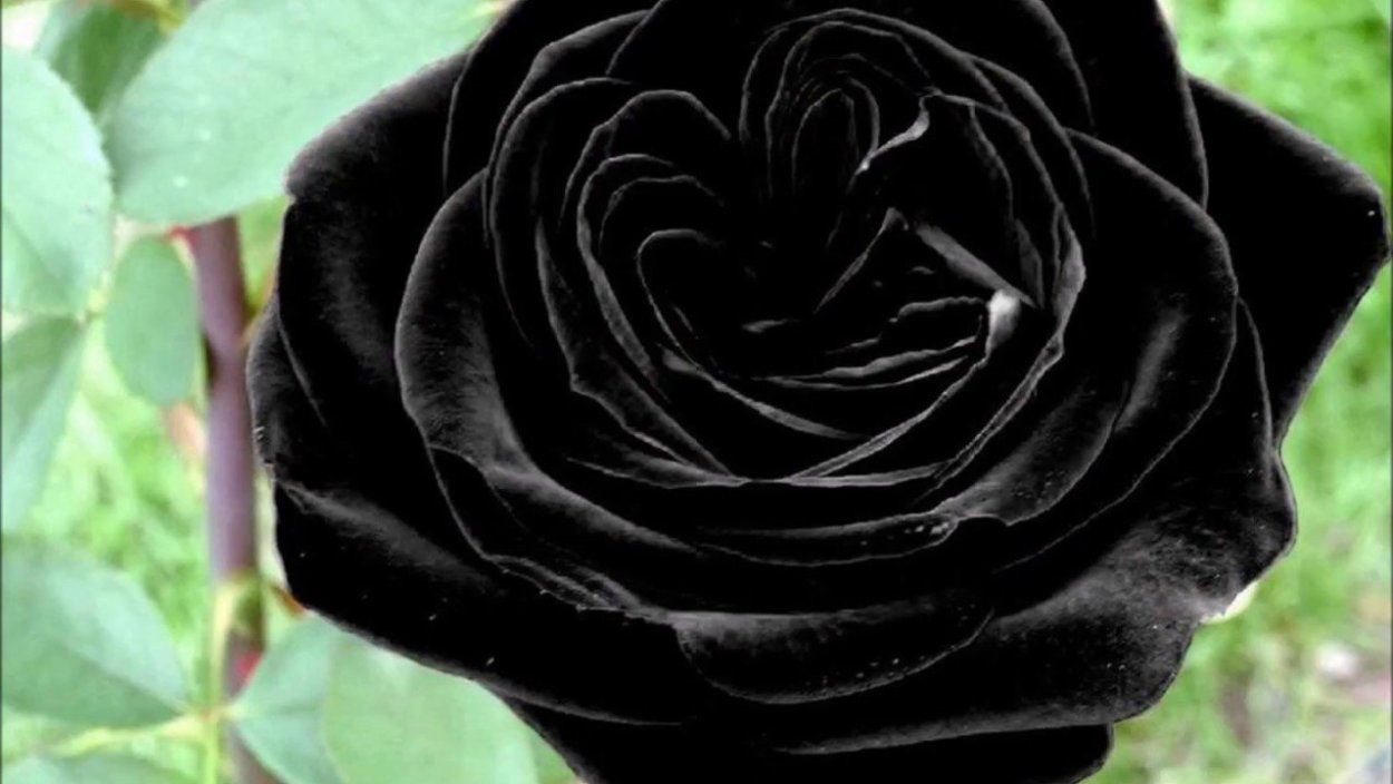 Роза Блэк Бонито чёрный