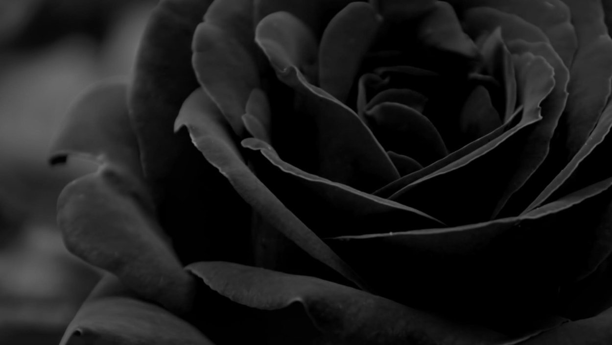 Роза фиолет вельвет