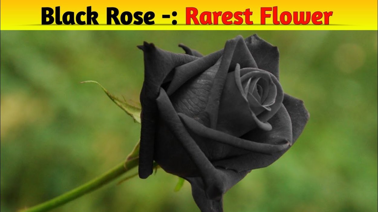 Роза Халфети