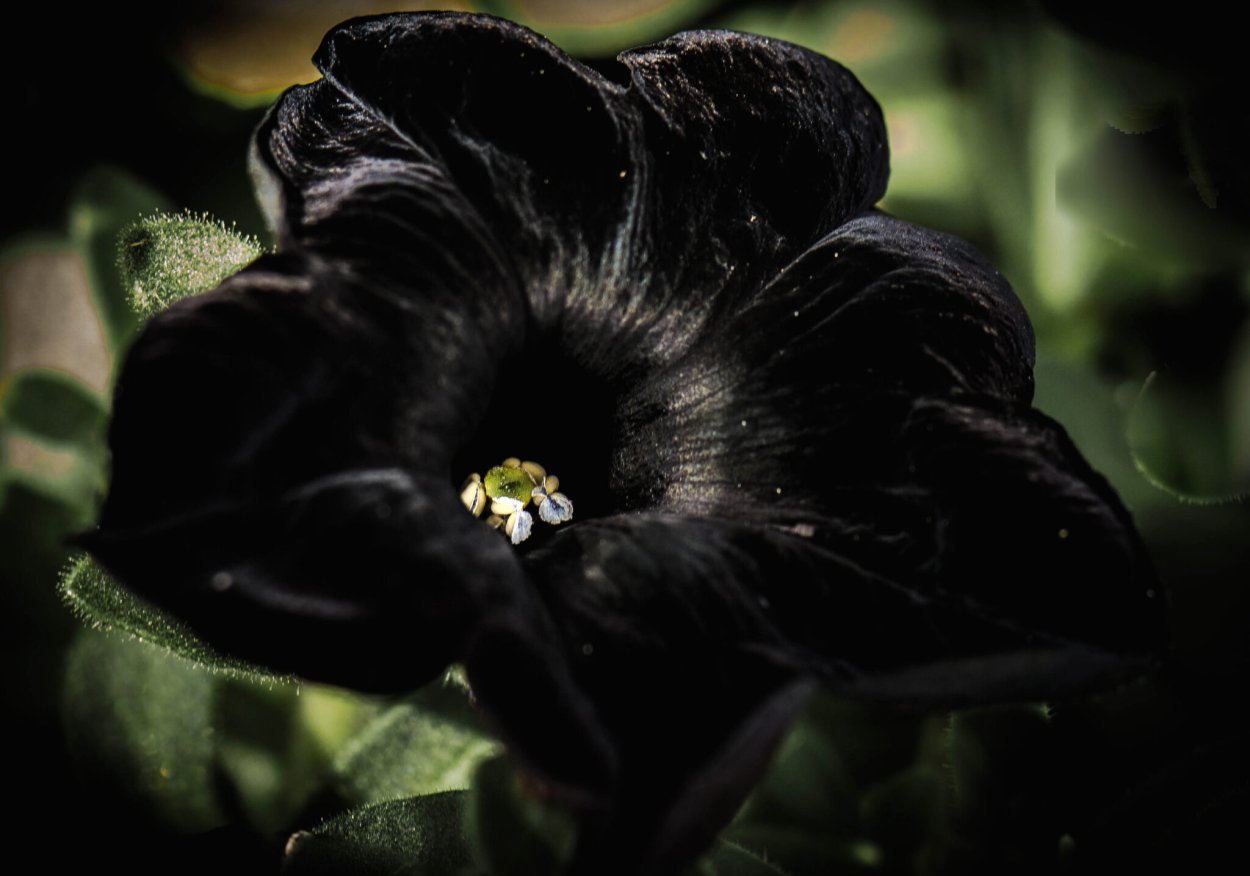 Блэк Роуз ред Роуз