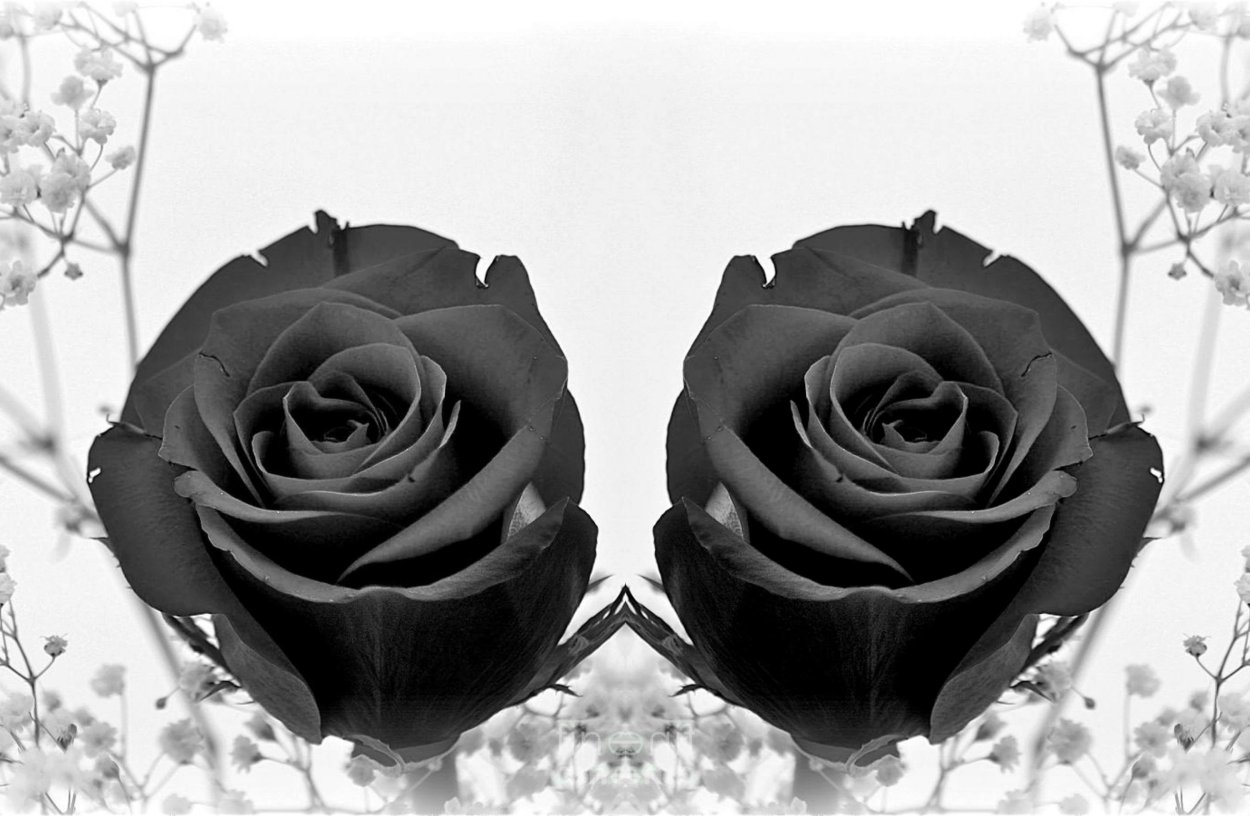 Халфети Турция черные розы