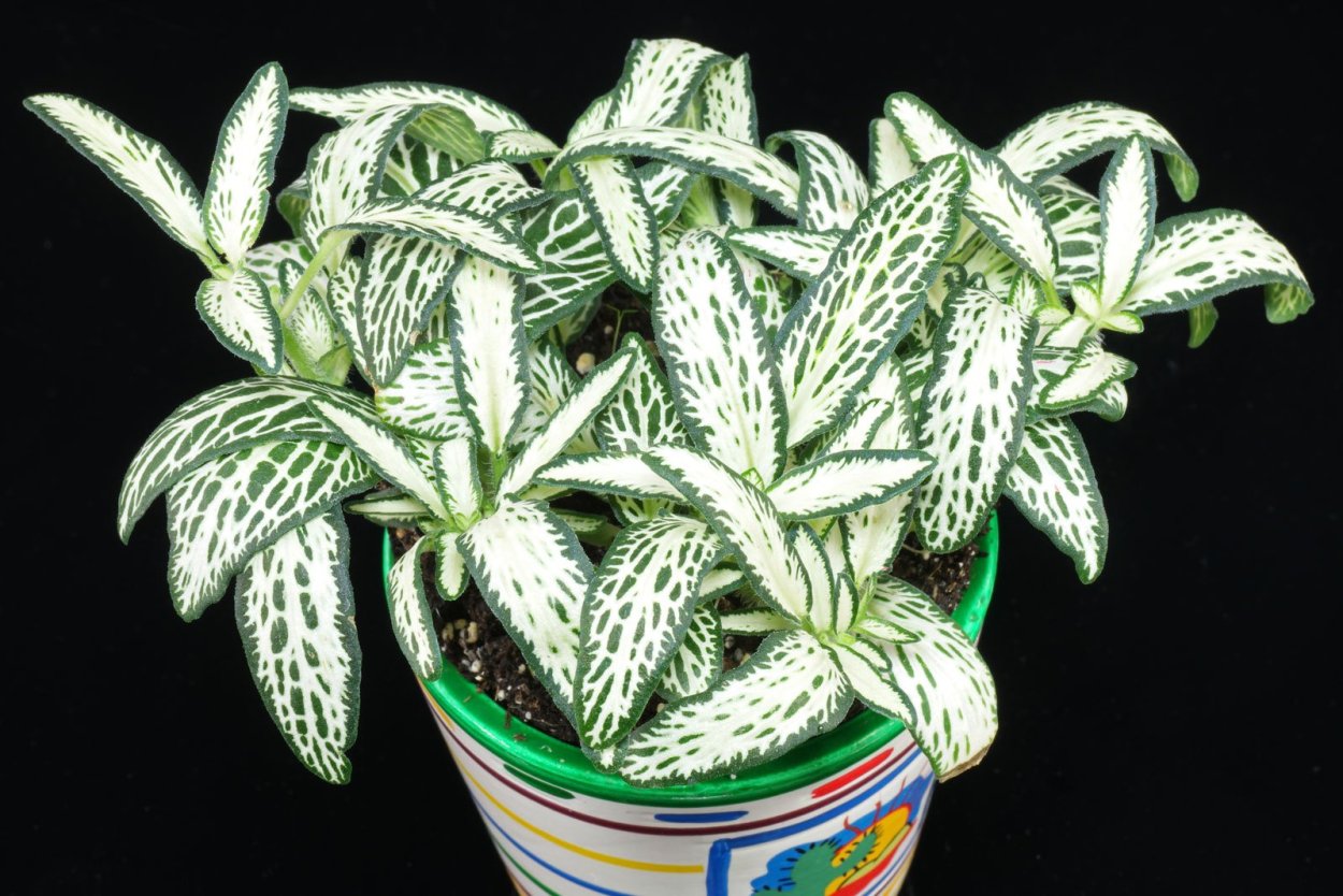 Fittonia albivenis