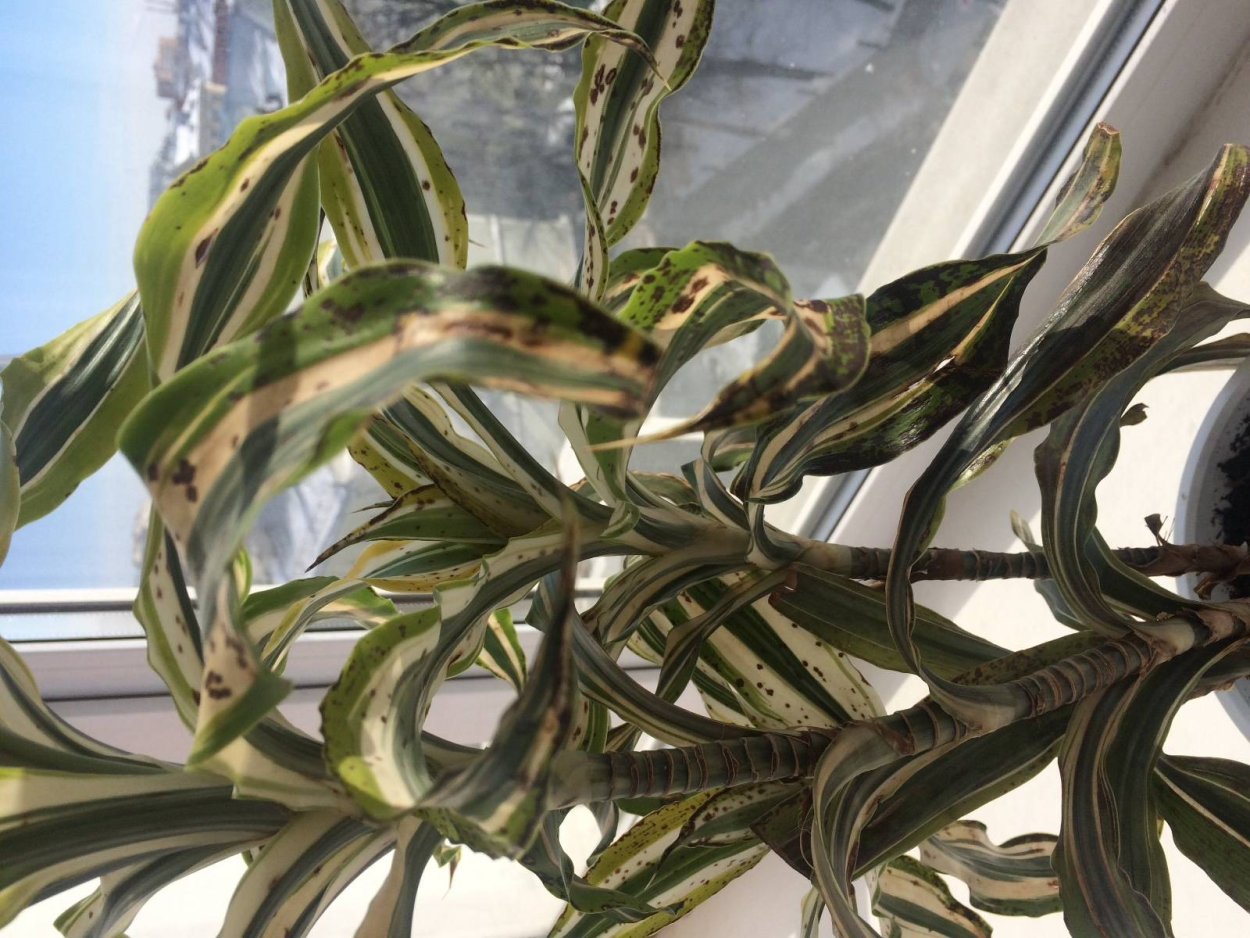 Фиттония серебристожильчатая