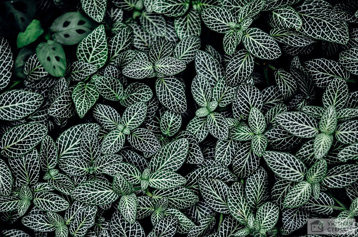 Зеленые листья с белыми прожилками